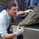 Illustration for article titled See The Most Detailed Images Ever Taken Of A Crocodiles Insides